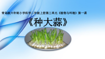 科学【青岛版（五四制）】二年级上册3.9《种大蒜》PPT课件（共25页）