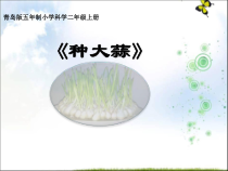 科学【青岛版（五四制）】二年级上册9《种大蒜》PPT课件（共13页）