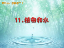 科学【青岛版（五四制）】二年级上册3.11《植物和水》说课课件2（共19页）