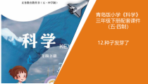 科学青岛版（五四制）三年级下册12《种子发芽了》PPT课件（不含视频）