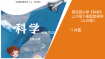 科学青岛版（五四制）三年级下册17《养蚕》PPT课件（不含视频）