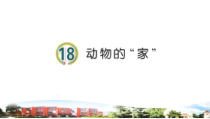 青岛版科学（五四制）三年级下册18《动物的“家”》（PPT课件+4份视频）