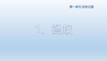 科学【2020新青岛版五四制】四年级上册1.1《蚂蚁》ppt课件