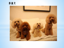 健康教育【武汉版】一年级第二十三课《预防狂犬病5》PPT课件