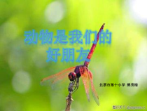 健康教育【武汉版】二年级第一课《动物是我们的好朋友2》PPT课件