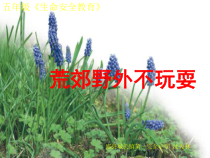 健康教育【武汉版】五年级第十四课《荒郊野外不玩耍2》PPT课件