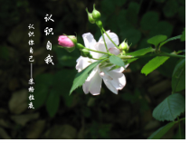 心理健康【全国通用】六年级下册《认识自我PPT课件》PPT课件(共27页)