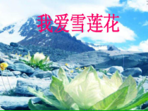 音乐【辽海版】二年级上册《4. 我爱雪莲花》PPT课件2