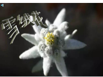 音乐【人教版】六年级上册《活动 雪绒花》PPT课件 (6)