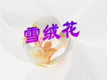 音乐【人教版】六年级上册《活动 雪绒花》PPT课件 (3)