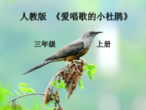音乐【人教新课标】三年级上册《唱歌　爱唱歌的小杜鹃》PPT课件 (4)