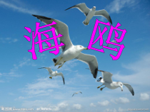 音乐【人教版】四年级下册《海鸥》PPT课件