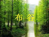 音乐【人教版】一年级上册（五线谱）《唱歌 布谷》PPT课件