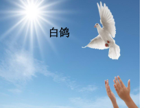 音乐【人教版】三年级上册（五线谱）《唱歌　白鸽》PPT课件 (3)