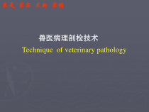【病理课件】-兽医病理剖检技术