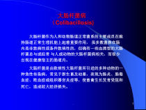 大肠杆菌病兽医病理学医学课件