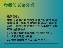 母猪的安全分娩课件