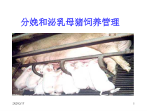 母猪分娩与泌乳课件