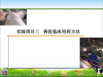 实训2兽医临床用药的方法共19张课件