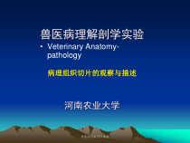 兽医病理解剖学实验课件