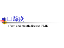 兽医课件：口蹄疫