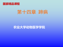 兽医外科学马骡的蹄病课件
