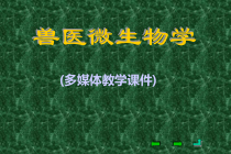 兽医微生物学课件 第二十七章  真菌概述
