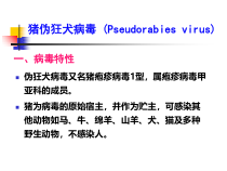 猪伪狂犬疫苗研究进展课件