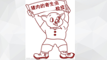 猪肉里面的寄生虫课件