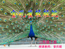 音乐【人音版】二年级上册《金孔雀轻轻跳》PPT课件4