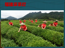 音乐【人音版（敬谱）】四年级上册《聆听 采茶扑蝶》PPT课件139