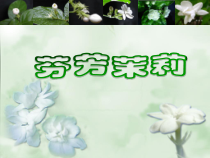 音乐【人音版】六年级上册《聆听 茉莉花（江苏民歌）》PPT课件2