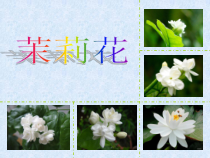 音乐【人音版】六年级上册《演唱 茉莉花（江苏民歌）》PPT课件1