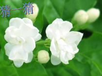 音乐【人音版】六年级上册《演唱 茉莉花（江苏民歌）》PPT课件(3