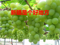 音乐【人音版】二年级下册《新疆是个好地方》PPT课件1(共9页)