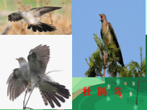 音乐【人音版】一年级上册《聆听 野蜂飞舞》PPT课件7