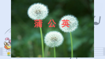 音乐【苏少版】（五线谱）二上《唱：草原上 蒲公英》PPT课件3