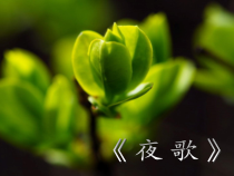 音乐【苏少版】（五线谱）六下《唱：小白菜 夜歌》PPT课件1