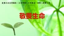 《敬畏生命》PPT课件3-统编五四制六年级全册道德与法治