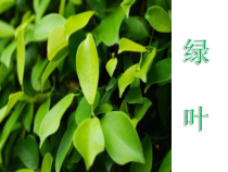音乐【苏少版】（五线谱）四下《唱：春游 绿叶》PPT课件4