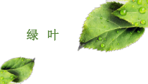 音乐【苏少版】（五线谱）四下《唱：春游 绿叶》PPT课件3