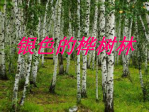 音乐【苏少版】（五线谱）五下《唱：银色的桦树林 绿色的祖国》PPT课件2