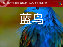 音乐【湘艺版】一年级上册《（集体舞）蓝鸟》PPT课件1