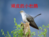 音乐【湘艺版】三年级下册《（演唱）顽皮的小杜鹃》PPT课件1