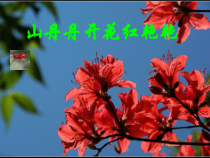 音乐【湘艺版】四年级下册《（听赏）山丹丹开花红艳艳》PPT课件1
