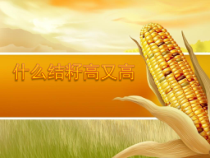 音乐【湘艺版】六年级下册7（演唱）《什么结籽高又高》PPT课件(共17页)