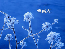 音乐【西师版】五年级下册《雪绒花》PPT课件 (共8页)