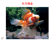 科学【人教鄂教版】一年级上册5《金鱼》PPT课件（共13页）
