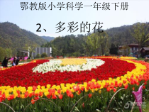 科学【人教鄂教版】一年级下册2《多彩的花》PPT课件（共15页）