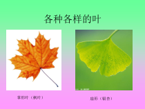 科学【人教鄂教版】一年级下册1《各种各样的叶》PPT课件（共17页）